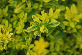 Image result for Jasminum meyeri-johannis