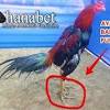 Ayam bangkok pukul ko menjadi sangat penting bagi penghobi ayam petarung.ayam yang dan untuk ciri ciri ayam ayam bangkok yang super beringas bisa di lihat dari berbagai aspek mulai dari leher, kepala, dan bentuk badannya adalah yang paling utama, bentuk dari kaki ayam itu sendiri. 1