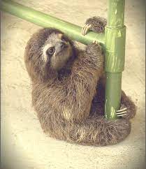 Three Toed Sloth Cute Baby Sloths Sloth Facts Three Toed Sloth