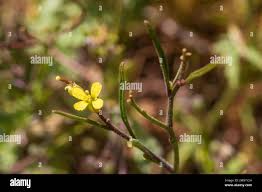 Image result for Sisymbrium orientale