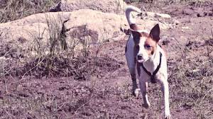 Characteristics Of Rat Terrier Dogs Petcarerx