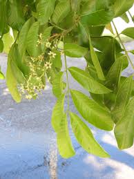 Image result for Blighia