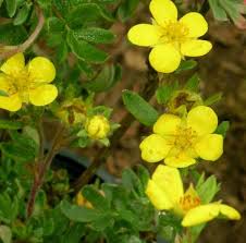 Makes a natural hedge or thicket because it suckers. Shrubby Cinquefoil Potentilla Fruticosa Wild Garden Shrubs For Landscaping Native Plants