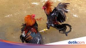 Sabung ayam live digmaan (s128) situs daftar agen bolavita. Pejabat Kepolisian Filipina Tewas Diserang Ayam Saat Penggerebekan
