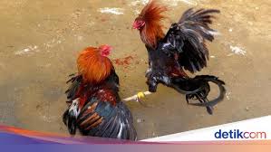 See more of ternak ayam philipina on facebook. Pejabat Kepolisian Filipina Tewas Diserang Ayam Saat Penggerebekan