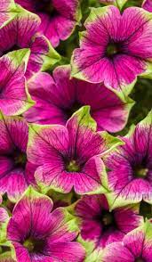 Supertunia Picasso In Purple Petunia Hybrid Purple Petunias Container Flowers Hanging Flower Baskets