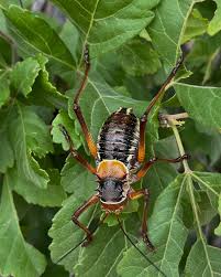 Image result for Platostoma africanum