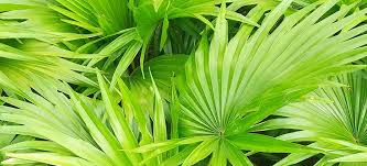 Saw palmetto extract berry hair loss supplement for hair growth for women and men, potent prostate support pills with pure saw palmetto 25% a natural acne skin care 500 mg by griffith natural 100 count (pack of 1) 799 $11 Saw Palmetto Benefits Uses Dosage And Side Effects Dr Axe