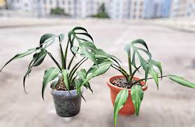 This is a perfect example of same-same but different. Cheap-cheap and  expencheap. Salute to the hybridisers. 🫡 Thank you Tevin Lee Arturesg. All  of 33 caladiums from you climatized and survived. 😁