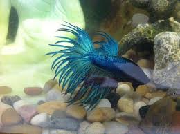 Crowntail Betta Sleeps All Day Not Eating And Fins Are Thinning Help My Aquarium Club