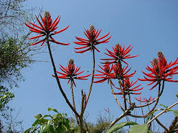 Image result for Erythrina madagascariensis