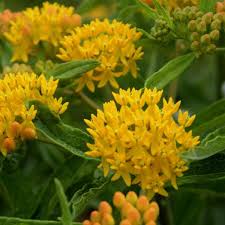 Asclepias Tuberosa Blonde Bombshell Ppaf Perennial Resource Asclepias Tuberosa Asclepias Summer Garden