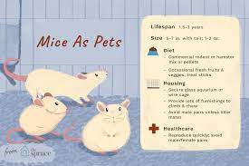 Keeping And Caring For Mice As Pets