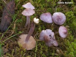 Image result for Inocybe hystrix