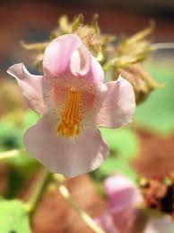 Browse and print plants crossword puzzles below. Proboscidea Plant Wikipedia