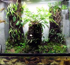 Pin On Terrariums Vivariums And Palludariums