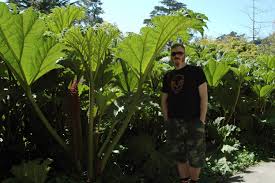 Image result for Gunnera perpensa