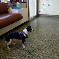 Early detection and treatment of disease as your pet ages; Marina Pet Hospital Marina District 2024 Lombard St