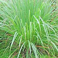 Lemongrass 150 Seeds Lemon Grass Cymbopogon Flexuosus Mosquito Repellent Usa For Sale Online Ebay