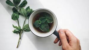 Maybe you would like to learn more about one of these? 8 Health Benefits Of Mint