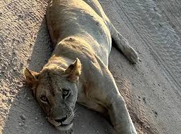 Lovebird Safaris Limited (2025)