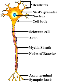 The cell is the basic unit of a living organism. Largest Animal Cell Is That Of Biology Questions