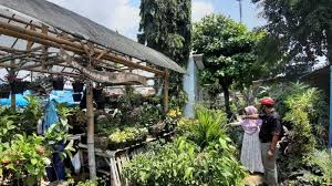 Jual aneka tanaman hias di medan sumatera utara hub.tani sejahtera 0812 4902 5398 harga murah, berkualitas unggul, melayani partai besar dan partai kecil. Penjualan Tanaman Hias Di Tegal Meroket Di Masa Pandemi Covid 19 Tribun Jateng