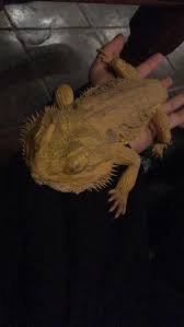 My Friend S Bearded Dragon Seemed To Like Me He Fell Asleep On Me Soon After Meeting Me Http Ift Tt 2xkkqlm Bearded Dragon Bearded Dragon Diet Aww