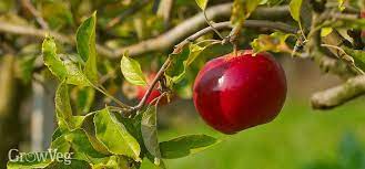 In fact, any fruit that sets earlier than that needs to be removed, so the young tree can concentrate all its energy on growth. 5 Solutions For Unproductive Fruit Trees