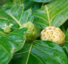 Image result for Morinda