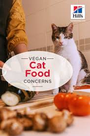 Can I Feed My Cat A Vegan Cat Food Hill S Pet In 2020 Vegan Cat Vegan Cat Food Cat Nutrition