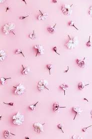 Stocksy United Royalty Free Stock Photos Backgrounds Gallery By Ruth Black Backg Pastel Pink Wallpaper Pink Flowers Wallpaper Cherry Blossom Background