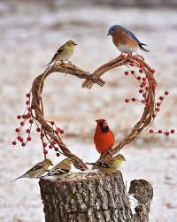 Votre Magazine Feminin Mode Beaute Cuisine Minceur Animaux Et Oiseaux Jolis Oiseaux Photo Oiseau