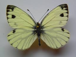 Image result for Pieris napi