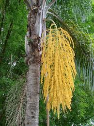 Be the first to review this product. Syagrus Romanzoffiana