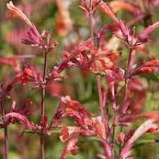 Image result for Asterochaete angustissima