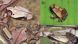 a clever african toad learned to copy a deadly snake to