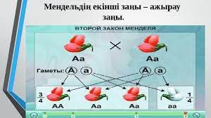 Мендельдің бірінші және екінші заңдары туралы түсінік беру. G I MendeldiÒ£ ZaÒ£dary Biologiya Prezentacii