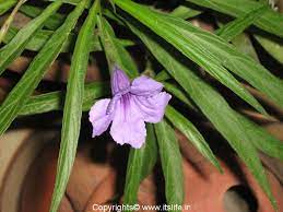 Petunia Flower Hindi Name Best Flower Wallpaper