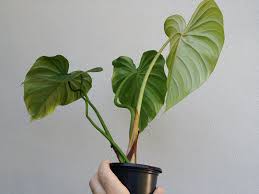 Как смешать средство против корневой гнили aroid media. Philodendron Mcdowell Rare Aroid Aka Mcdowelii Terrestrial Big Round Leaves House Plants Plants House Plant Pots