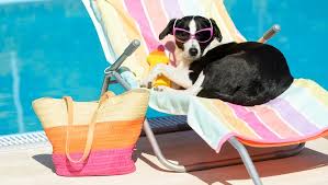 Jetzt machen spaziergänge mit dem hund noch viel mehr spaß. Sonnenschutz Fur Hunde Alles Was Sie Wissen Mussen Haustiere Welt