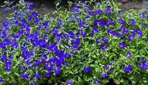 Image result for lobelia