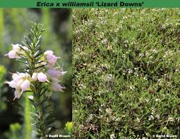 Image result for Erica wildii