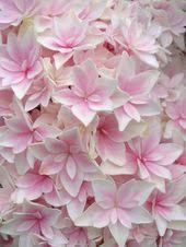 Daffodils are heavily cultivated with new varieties being introduced every year. 180 Pink And White Flowers Ideas Flowers Beautiful Flowers Planting Flowers