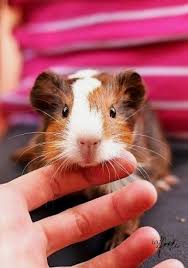 Pin On Guinea Pigs