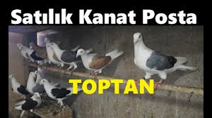 Toptan Satilik Kanat Posta Kumesi 530 728 70 75 Gebze Kocaeli Youtube