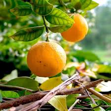 Image result for Citrus × aurantium