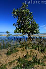 Image result for Sonneratia alba