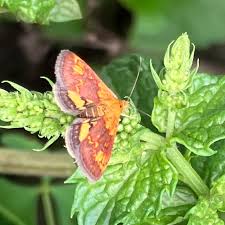 Image result for Hypolytrum pynaertii