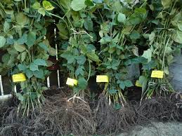 La noi gasesti stoloni de capsuni de vanzare la pret avantajos, cu livrare la domiciliu in cel mai scurt timp! Stoloni Capsuni Ieftine Nou Si Utilizat Anunturi Stoloni Capsuni 2 Pagina